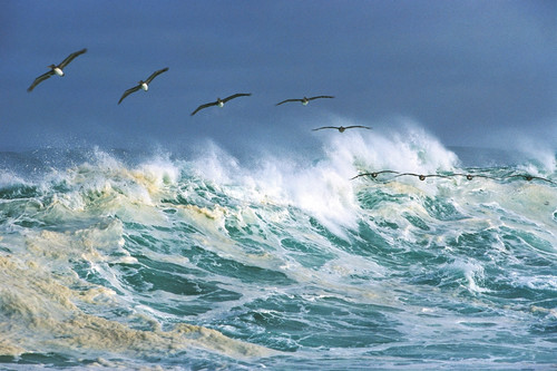 Surfing pelicans kipevans qtnbhb