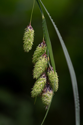 A pendant of grass seeds bkgvll