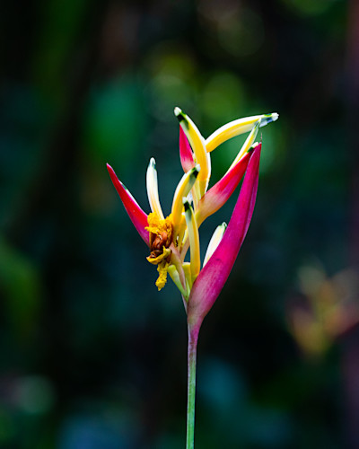 Bird of paradise  4833 n6bhgt