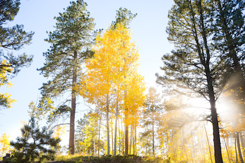 Fall light 9939 wfgakq