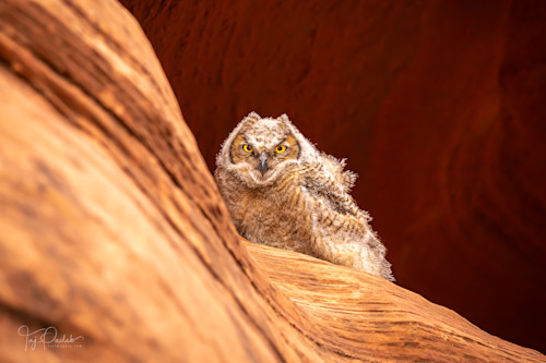 Desert owl fcodof