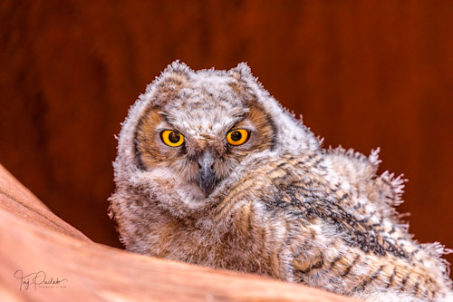 Owl eyes riimi5