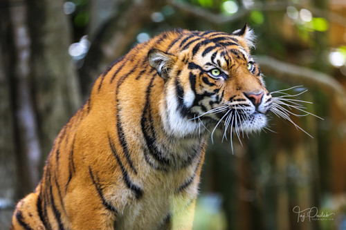 Tiger whiskers ijtqd1