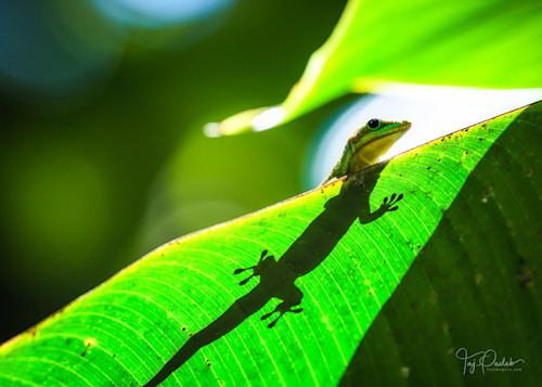 Gecko sunbathing  fezon9