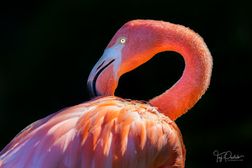 Flamingo fire a7hdox