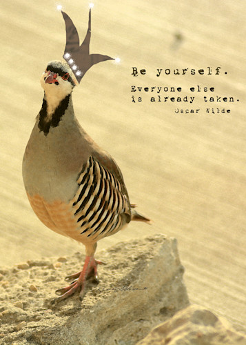 Bird be yourself s lyheqj