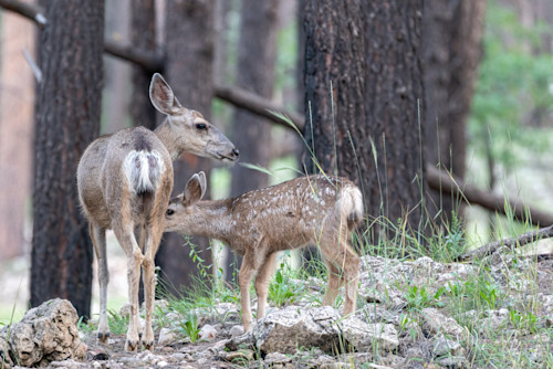 Doe and fawn sqswv1