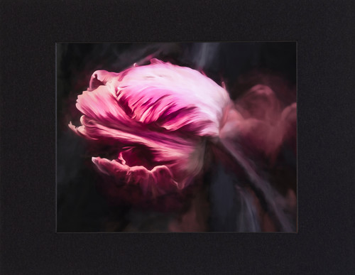 Rosey rembrandt tulip 11x14 ga2he4