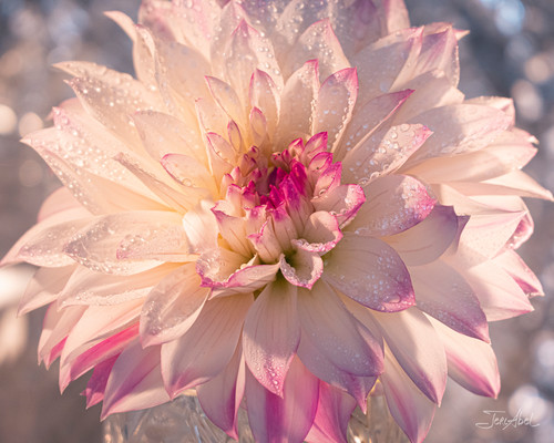 Dahlia diamonds 16x20 mounted xydkct