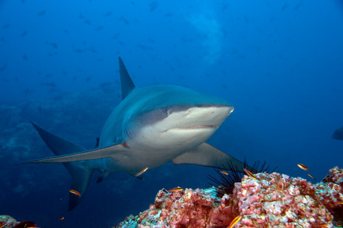 Galapagos shark ii kipevans ag4v3971 eb36rb