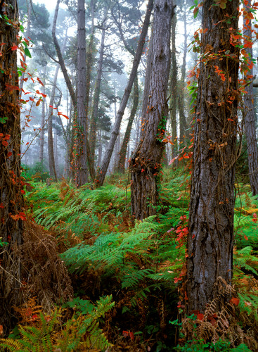Fog in the forest kipevans film hcuqbz