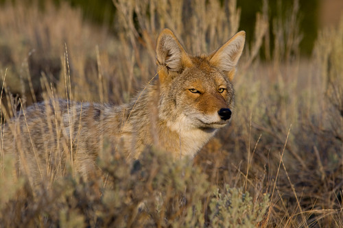 Coyote kipevans mg 4591 nnhvby