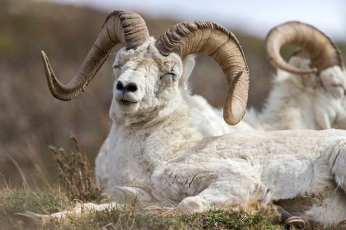 Dalls sheep  denali alaska kip evans ag4v6623 hg5udt