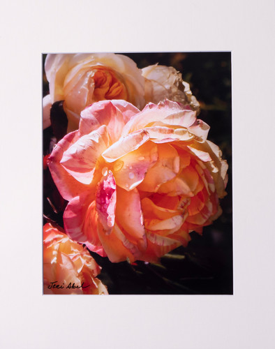 Blushing rose 11x14 akrtps