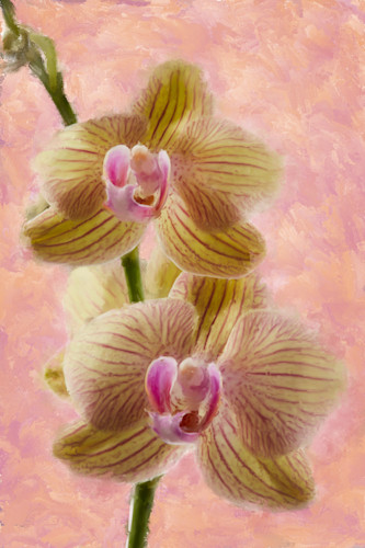 Orchid 2 hbupnc