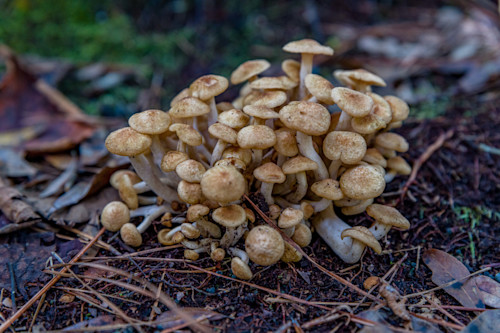 Rainbow springs weeki wachee st. petersburg 9142 zzsjjr