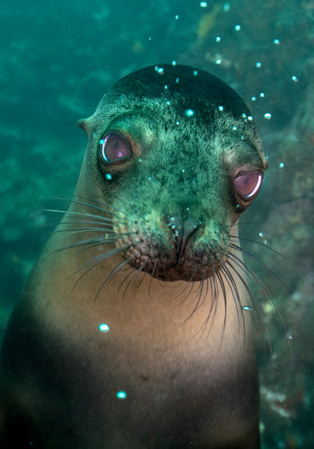 Galapagos sea lion a53i4263 kipevans n3wslr