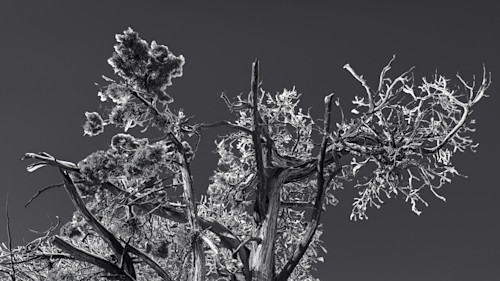 Snowy juniper tree enhanced hcuyjg