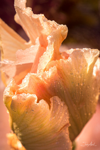 Iris in dewdrops 1 cydjet