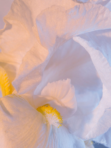 White iris abstract 2 pjygyl