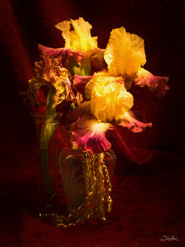 Iris in gold and burgundy pztc4l