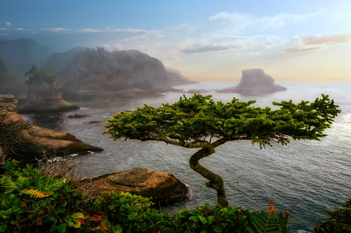 Cape flattery and bonsai tree washington state on the olympic peninsula ndeulv