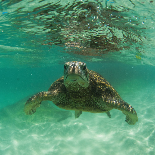 Hawaii turtle te8mgt