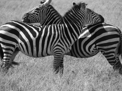 Two zebras b w sxngim