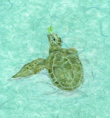 Loggerhead turtle with lettuce meucmg