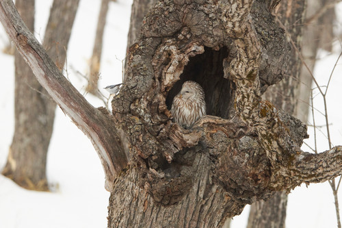 Mbp hokkaido 20190221 mb 0127 oljs4k