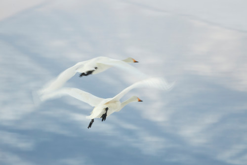 Mbp hokkaido 20190223 mb 1631 nfiabj