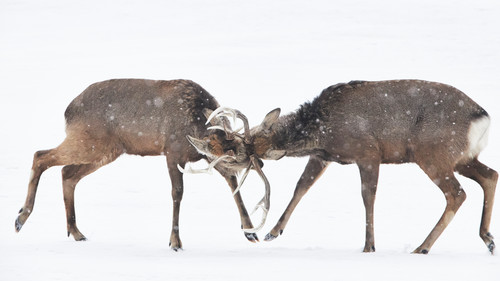 Mbp hokkaido 20190225 mb 3665 wqa2hh