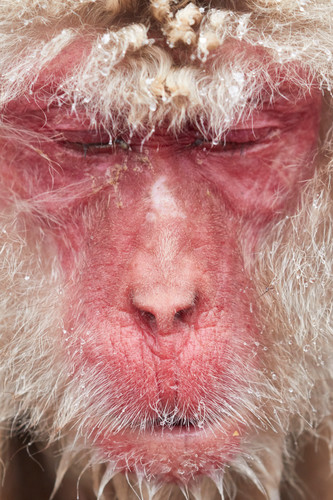 Mbp snow monkeys 20150218 3152 wc6zev