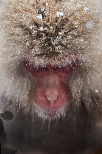 Mbp snow monkeys 20150218 3169 cmelah