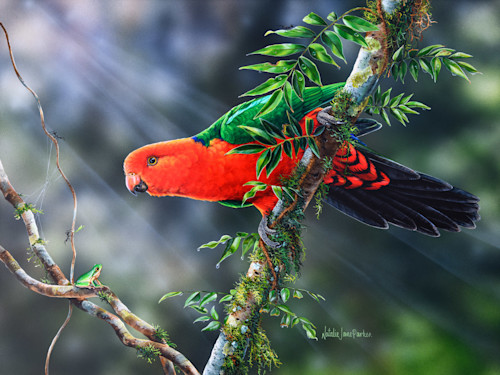 Kings branch   male australian king parrot with eastern dwarf tree frog efourm