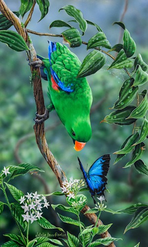 Tropical encounter male eclectus parrot and ulysses butterfly natalie jane parker qzhzgx