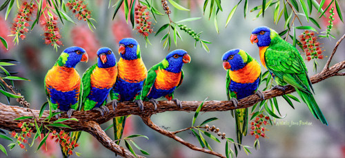 Colourful chatter   rainbow lorikeet natalie jane parker australian native wildlife kt8kcp