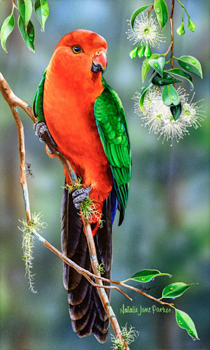 In the shade of the lilly pilly s   male king parrot natalie jane parker australian native wildlife ycoeer