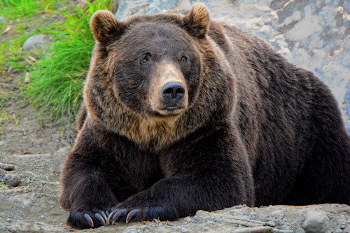Alaska  summer  grizzly bear resting o8cmaa