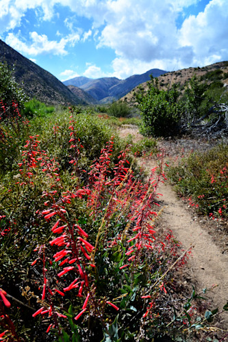 California  pct  mission creek to mission springs  may 2019 014dfinevivpcdlccrop twxhx5