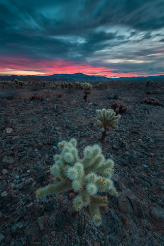 Joshua tree b8w3tr