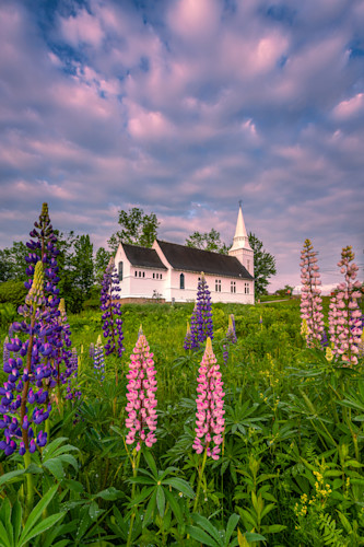 Sugar hill lupines 2 hmswno