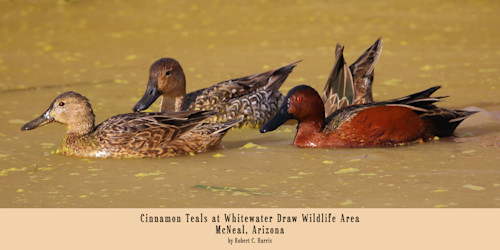 Cinnamon teals at whitewater draw pvpz4k