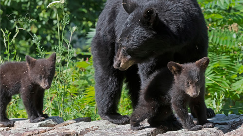 Black Bear Mother and Cubs – Mama Bear – Image Conscious