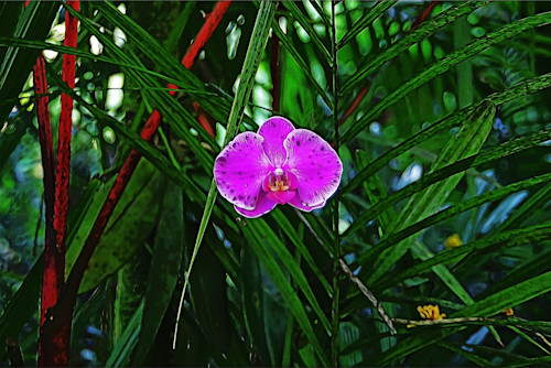 Purpleorchid lxfa27