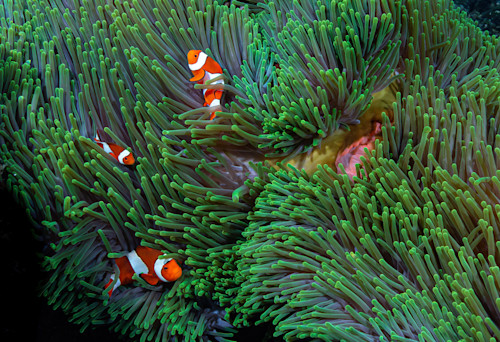 Anemone clownfish ygvyob