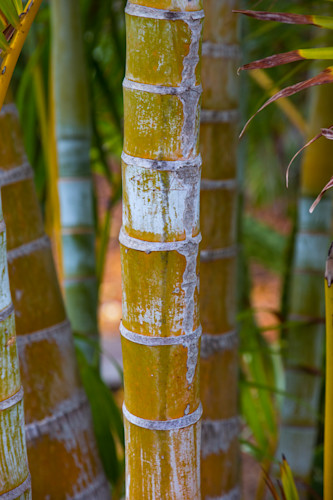 Bamboo kzse0m
