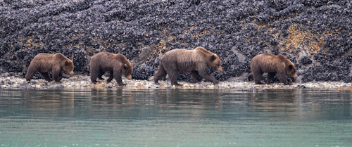 Bear family rzjmop