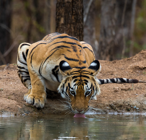 Bengal tiger drinking vla51y