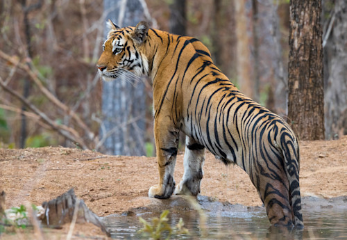 Bengal tiger oqr9d6